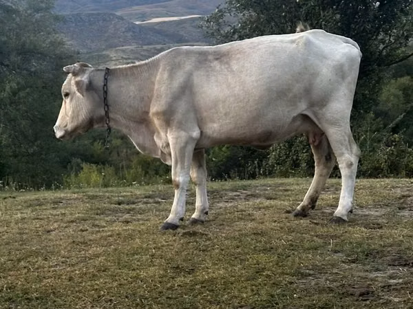 Vache, Latvian Blue cattle — Kazakhstan