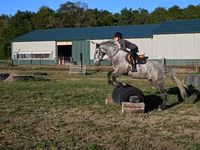 Horse (M), Horses — photo 5