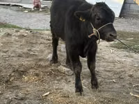 Bull, Aberdeen-Angus — photo 3