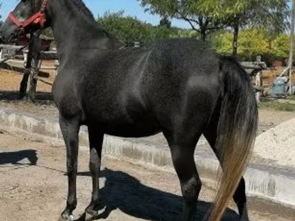 Mare, Horses