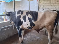 Dibi, Russian Black pied cattle — sawirka 5