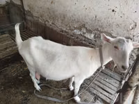 Ged, Saanen goat — foto 2