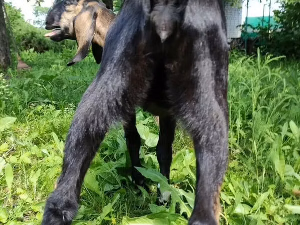 Goat, Nubian Goat — Kyrgyzstan