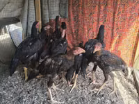 Chickens — عکس 3