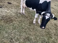 گاو ماده, Russian Black pied cattle — عکس 2