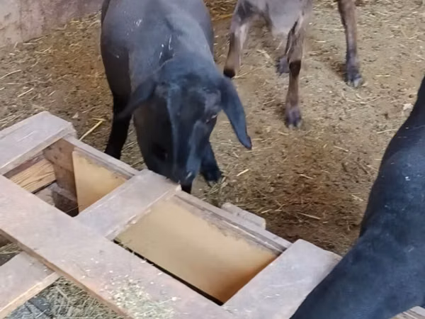 Sheep, Dorper sheep