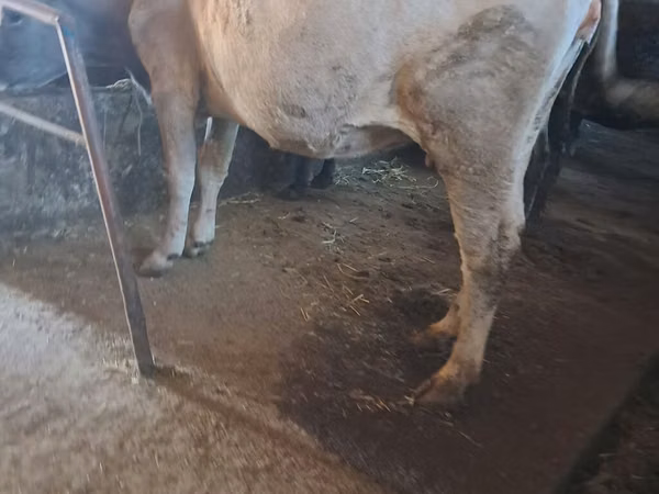 Bull, Cattle
