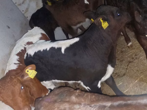 Cattle (batch, sex not specified), Russian Black pied cattle — Poland