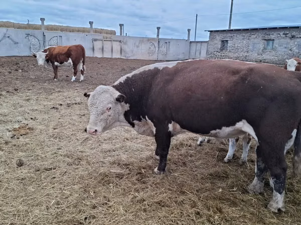 Touro, Cabeça Branca Ucraniana