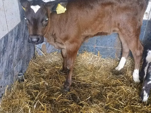 Cow, Cattle