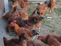 Chickens — عکس 3