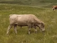 Bull, Auliekol breed — photo 7