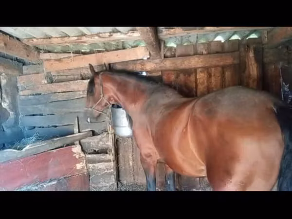 Horse (M), Horses
