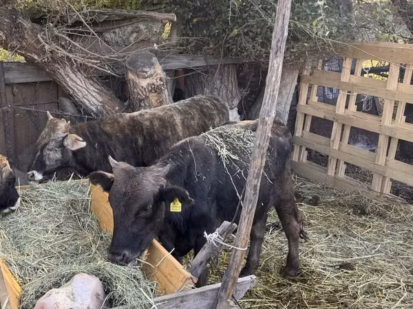 Bull, Cattle