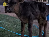 Ցուլ, Swiss cattle — լուսանկար 2
