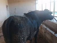 Bull, Cattle — photo 1