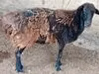 Ram, Sheep — photo 8