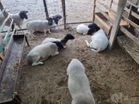 Ram, Dorper sheep — photo 5
