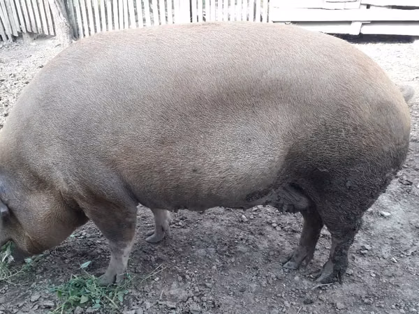 Sow, Pigs — Moldova