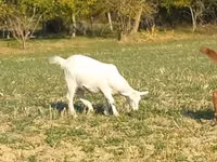 Goat, Alpine goat — photo 1