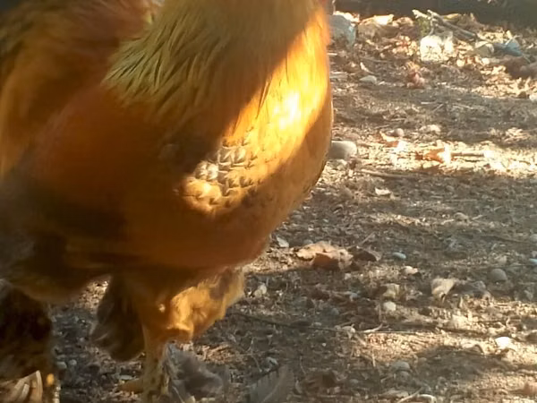 Chickens