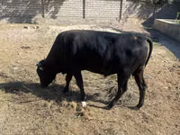 सांड, मवेशी — फ़ोटो 4