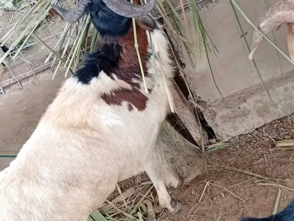 Vædder, Får — Ghana