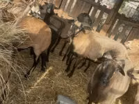 قوچ, Cameroon sheep — عکس 6