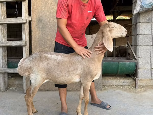 میش, Arashan sheep — قرقیزستان
