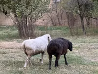 암양, 양 — 사진 2