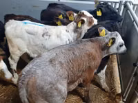 सांड, Simmental cattle — फ़ोटो 3