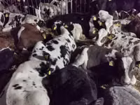 Говеда (партида, пол не е посочен), Russian Black pied cattle — снимка 3