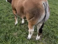 Bò đực, Partenaise cattle — ảnh 5