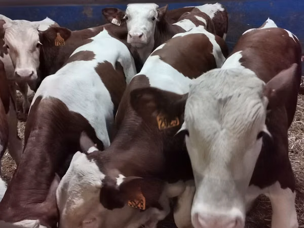 公牛, Simmental cattle