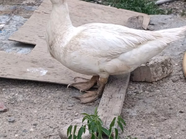Ducks — جمهوری آذربایجان