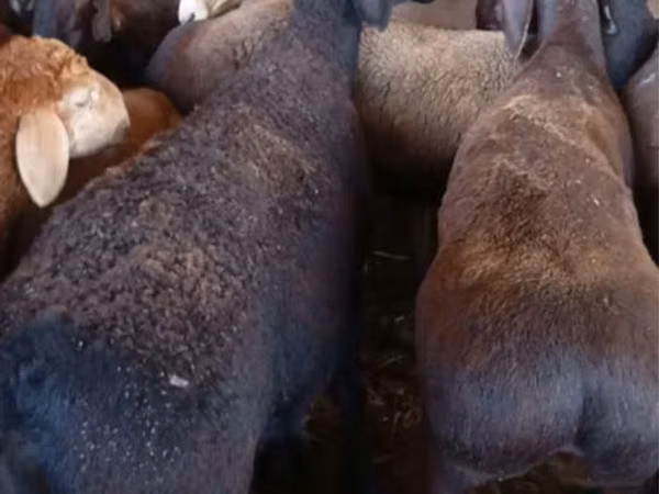 Ram, Sheep