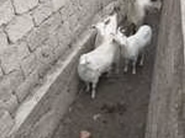 Ram, Sheep — Uzbekistan