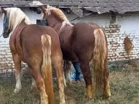 Aygır, Suffolk Punch — foto 3