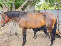 Horse (M), Thoroughbred horse — photo 3