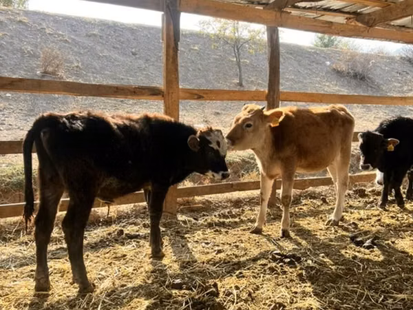Dibi, Swiss cattle