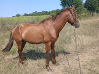 Horse (M), Horses — photo 2