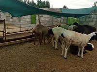 Ovan, Hissar sheep — fotografija 2
