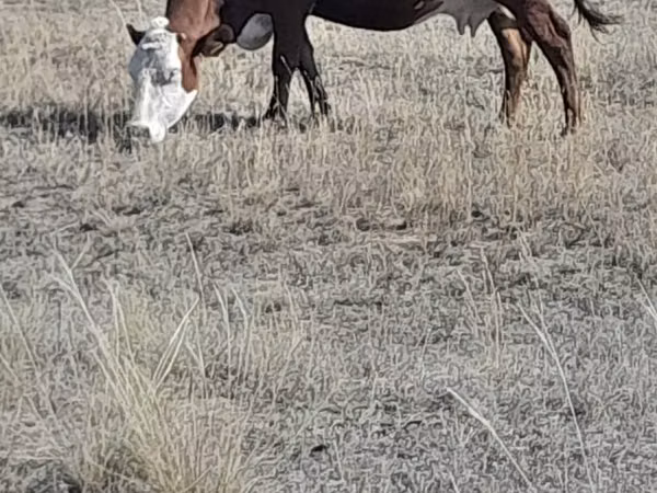Cow, Kazakh White-headed cow — Kazakhstan