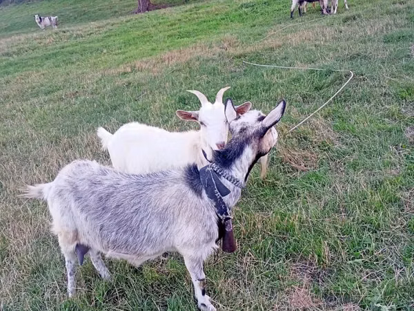 Goat, Goats — Moldova