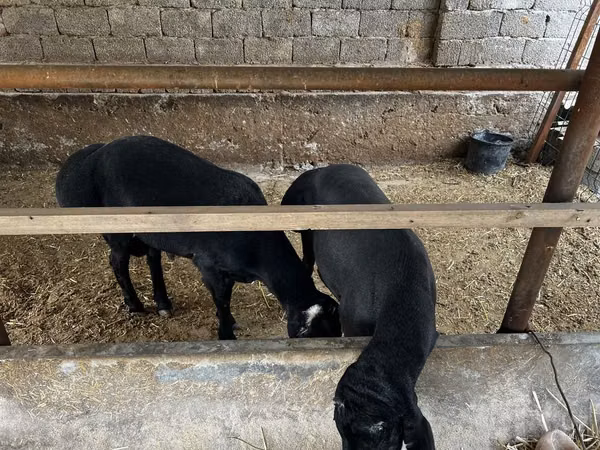 Ram, Sheep — Uzbekistan