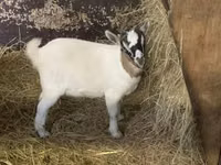 Goat, Goats — photo 1