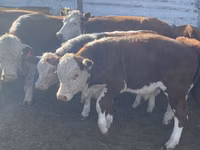 Cow, Latvian Blue cattle — photo 2