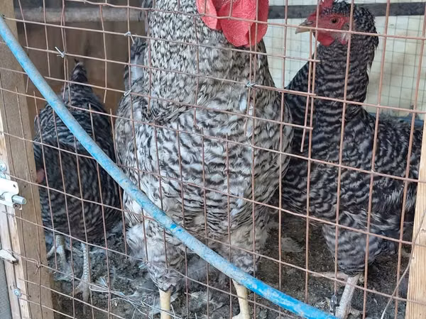 Chickens — কিরগিজিস্তান