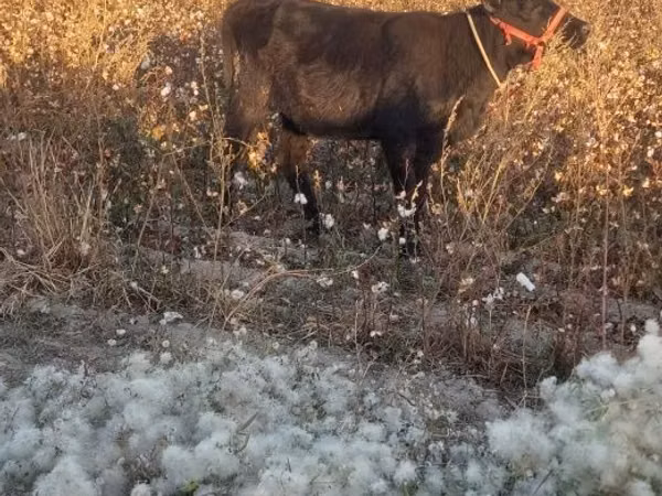 Skot (série, pohlaví neuvedeno), Skot