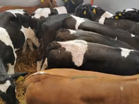 ԽՍԿ (խումբ, սեռը նշված չէ), Simmental cattle — լուսանկար 8